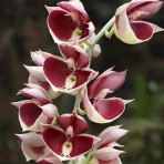 Catasetum Pileatum